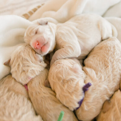 Macy is a MOM Our Girl had 9 Golden Doodle puppies